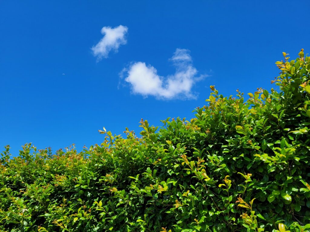 Zo kies je de juiste goedkope beukenhaag voor je tuin